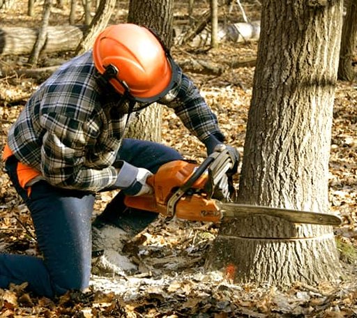 Tree Removal in Tarrytown, GA